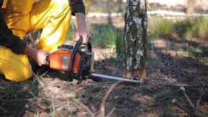 Best Tree Disease Treatment  in Callaway, FL