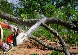 Best Storm Damage Tree Cleanup  in Callaway, FL