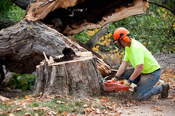 Reliable Callaway, FL Tree Care Services Solutions