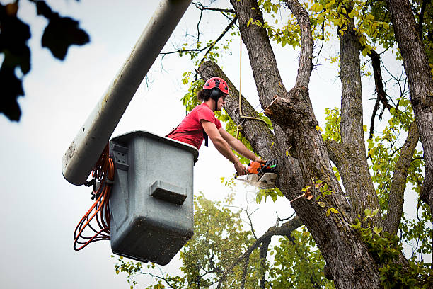 How Our Tree Care Process Works  in  Callaway, FL